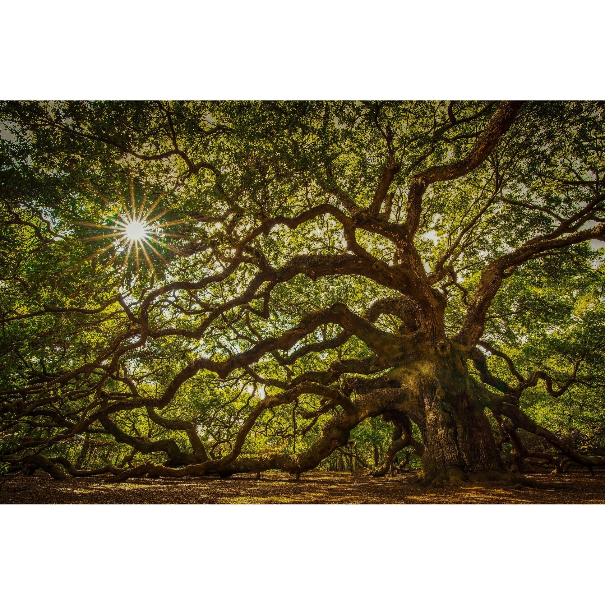 Tablou canvas "PPF Flori 30" - 60x40 cm