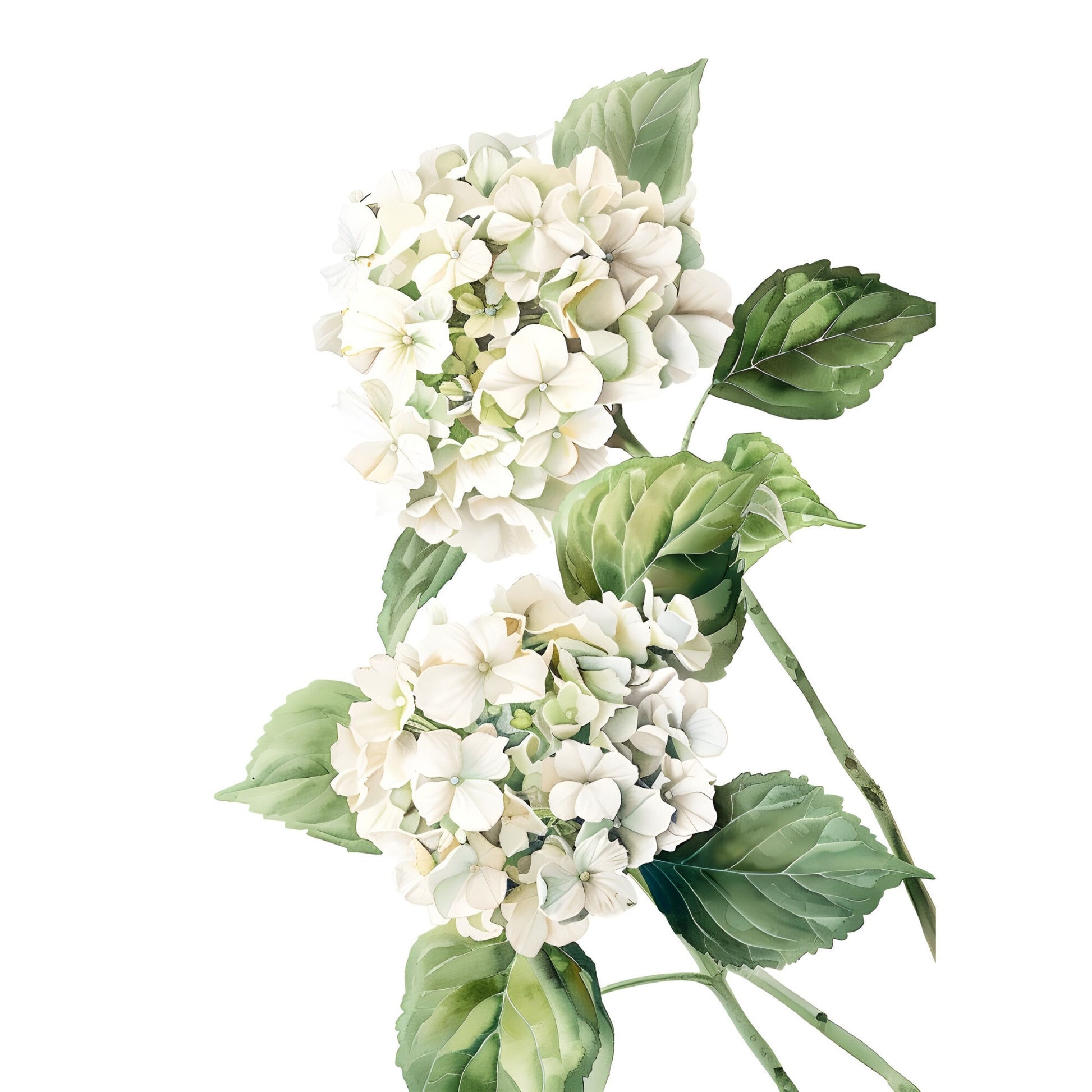 Tablou canvas "White flower 8" - 90x120 cm