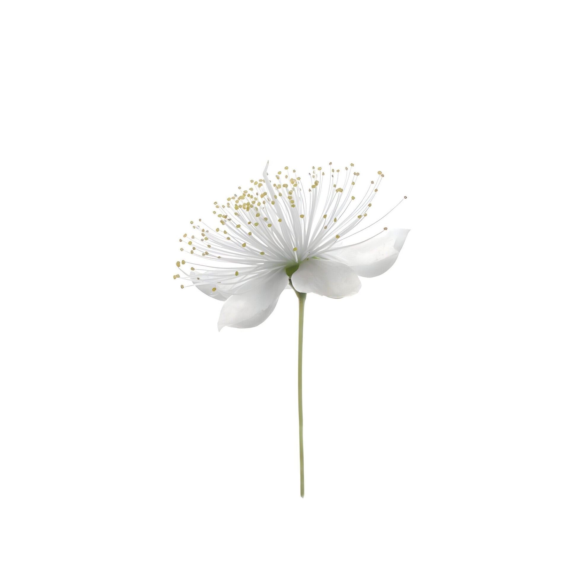 Tablou canvas "White Flower 5" - 60x80 cm